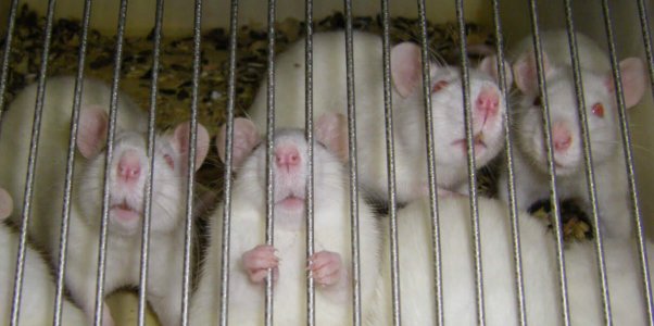 White Rats in Cage, One Holding Bars