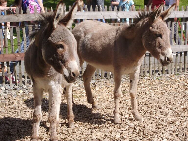 Sad donkeys in a petting zoo.
