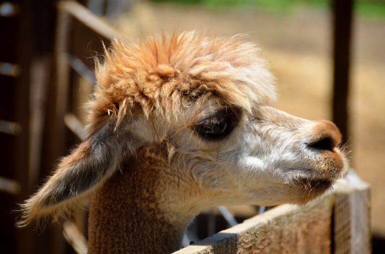 Sad llama in a petting zoo
