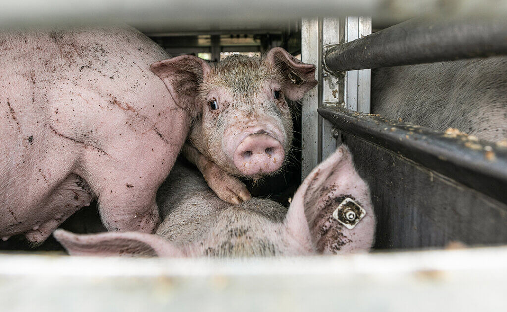 A young pig looks out from a crowded transport truck bound for a slaughterhouse.