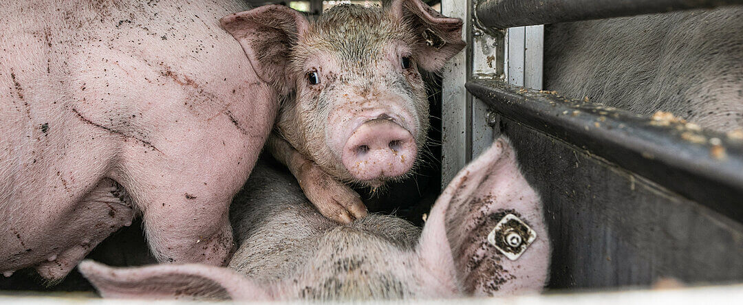A young pig looks out from a crowded transport truck bound for a slaughterhouse.