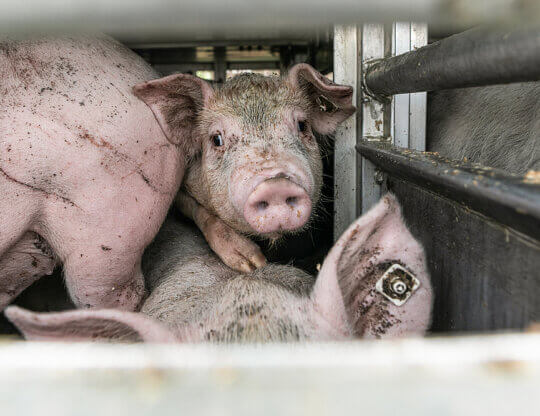 A young pig looks out from a crowded transport truck bound for a slaughterhouse.