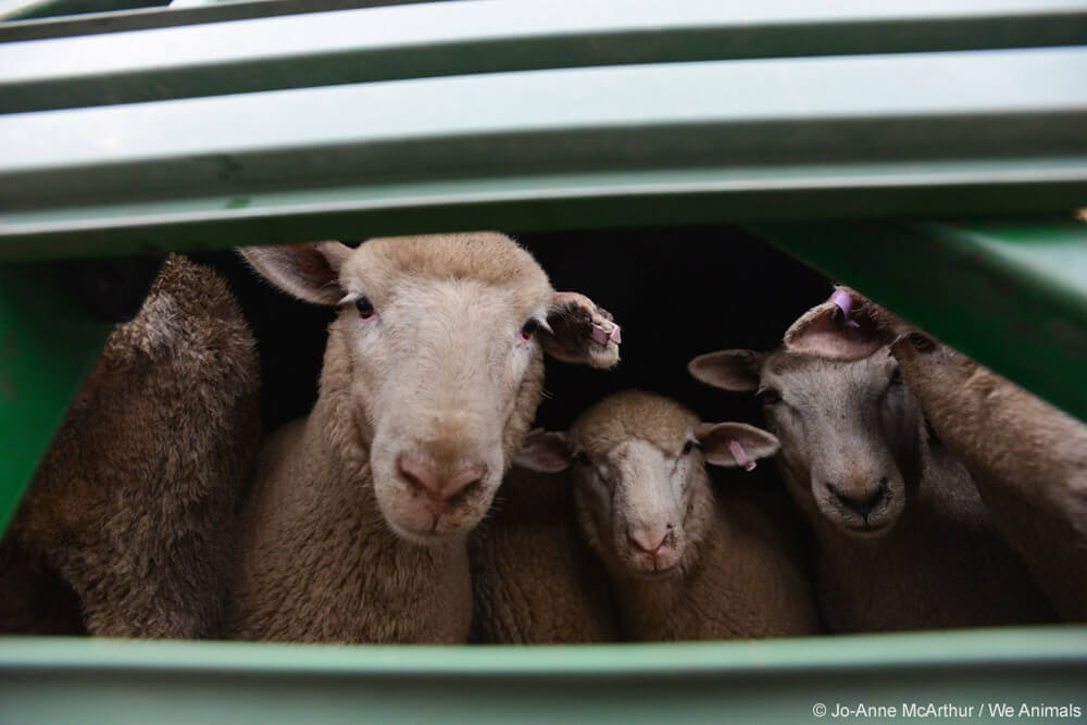 sheep used for wool in a transport truck