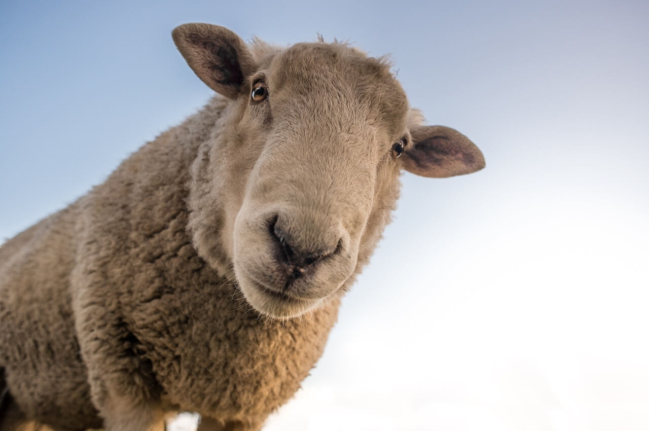 FAQs About peta2 and Animal Rights