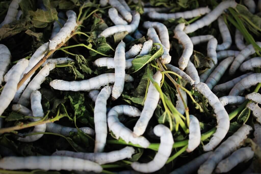 Silkworms