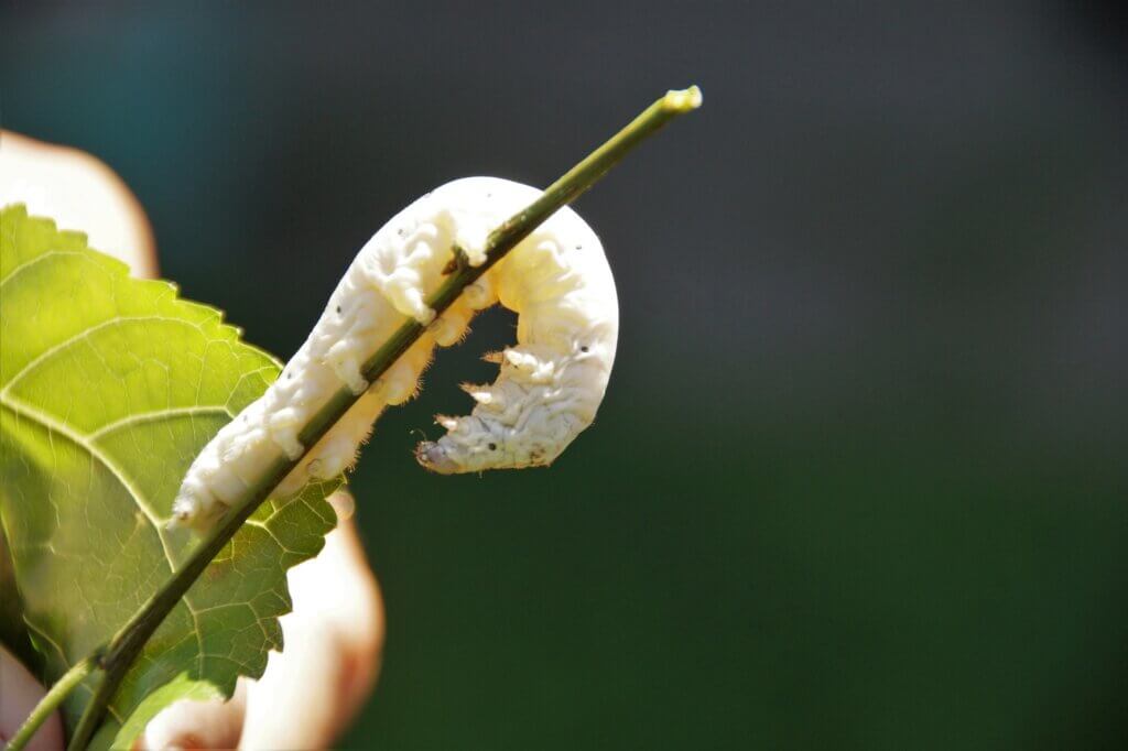 Silkworm on a green leaf