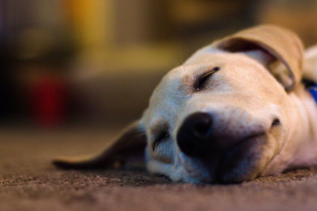 Dog asleep on carpet