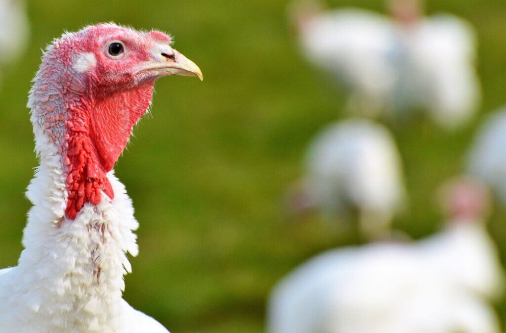 Turkey looking off at other turkeys in a field