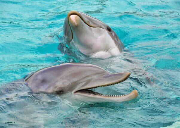 Two dolphins swim in bright blue water.
