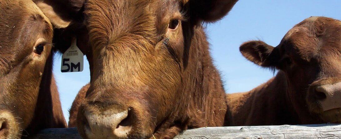 Picture of red angus bulls from Pixabay