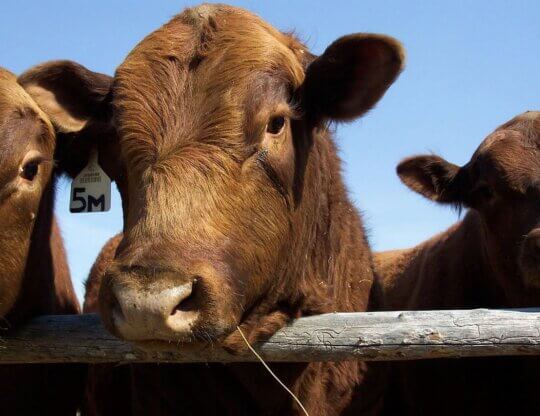 Picture of red angus bulls from Pixabay
