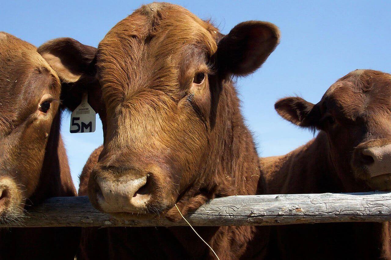 Picture of red angus bulls from Pixabay