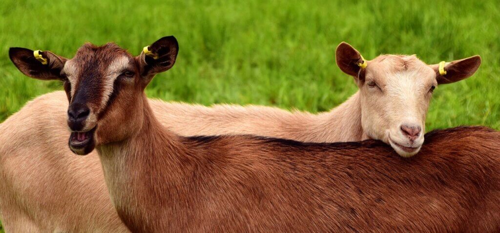 Image from Pixabay of two goats nuzzling each other