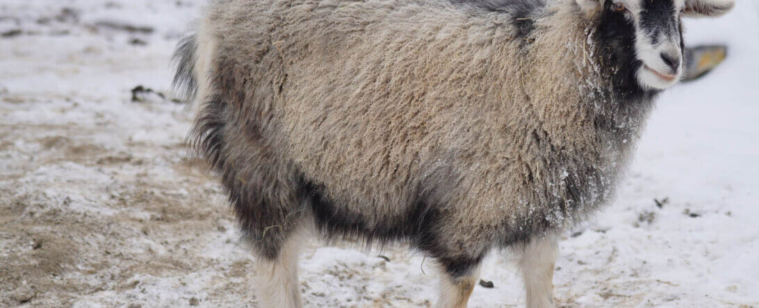 Image from Pixabay of a cashmere goat in the Himalayas