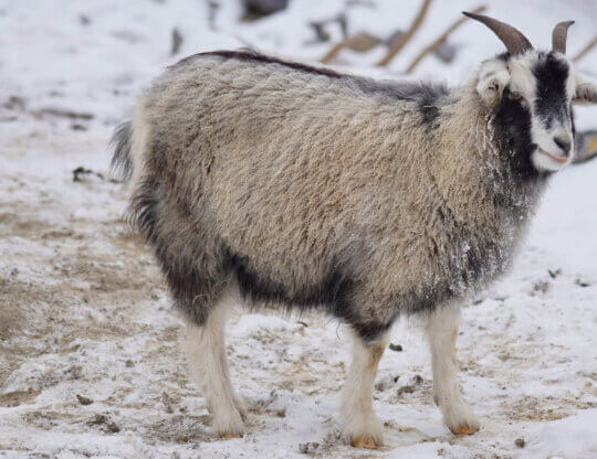 Image from Pixabay of a cashmere goat in the Himalayas