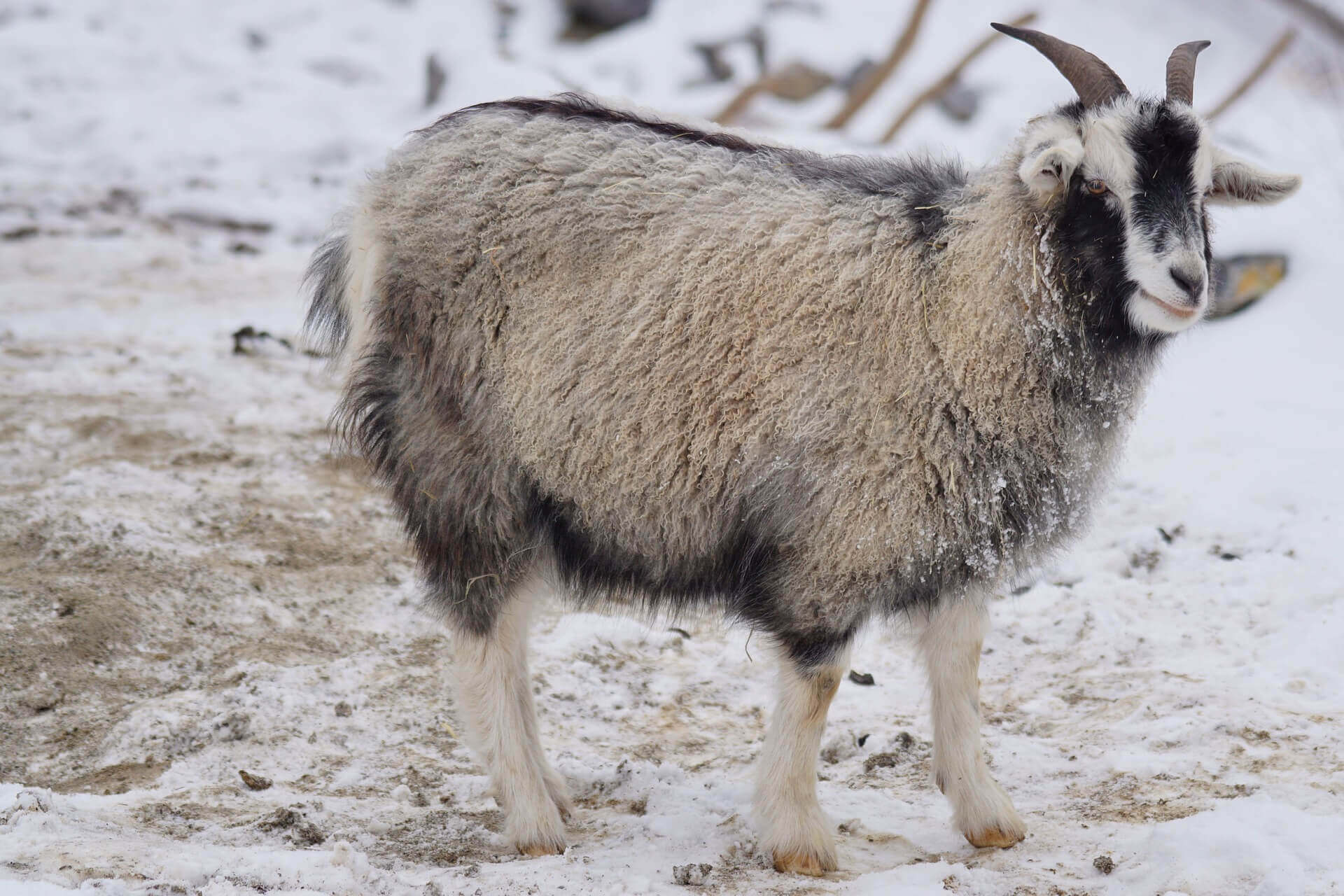 Image from Pixabay of a cashmere goat in the Himalayas