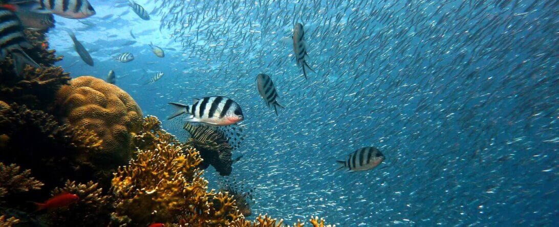 Image from Pixabay of a school of fish