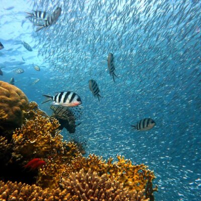 Image from Pixabay of a school of fish