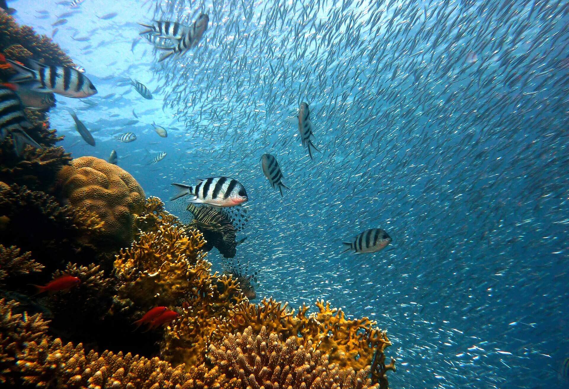 Image from Pixabay of a school of fish