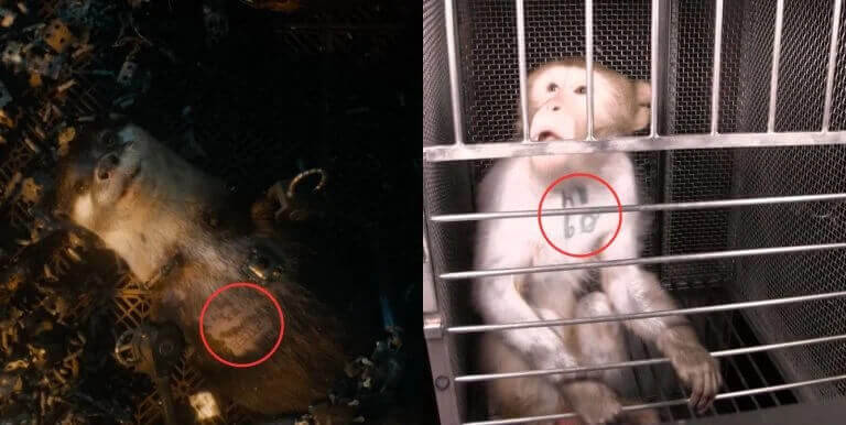 Image from https://www.peta.org/blog/guardians-of-the-galaxy-vol-3/ of Lylla the otter compared to a monkey in a lab, the left side is a screenshot from Marvel Studios' Guardians of the Galaxy Vol. 3
