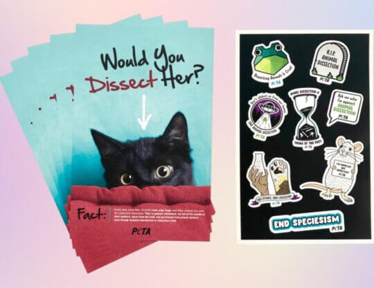 Image of anti-dissection leaflets and sticker sheet