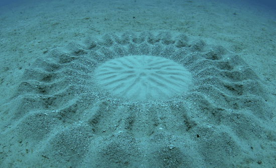 Image from Kids Discover website of pufferfish circles