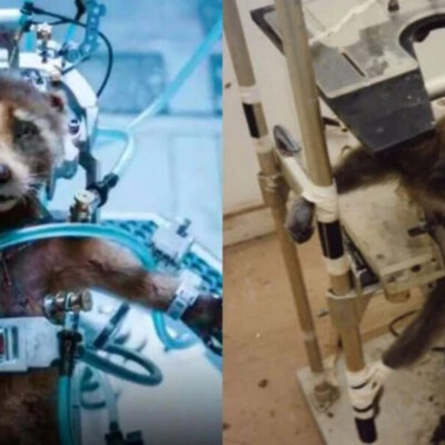 Image from https://www.peta.org/blog/guardians-of-the-galaxy-vol-3/, the left side is a screenshot from Marvel Studios' Guardians of the Galaxy Vol. 3