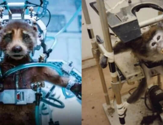 Image from https://www.peta.org/blog/guardians-of-the-galaxy-vol-3/, the left side is a screenshot from Marvel Studios' Guardians of the Galaxy Vol. 3