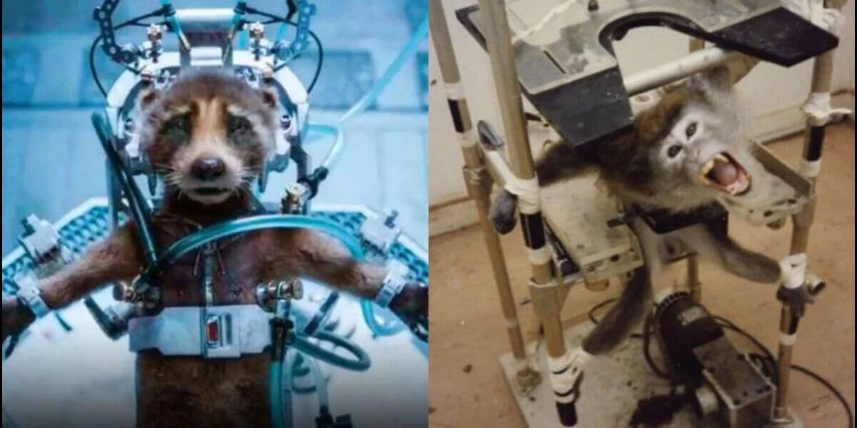 Image from https://www.peta.org/blog/guardians-of-the-galaxy-vol-3/, the left side is a screenshot from Marvel Studios' Guardians of the Galaxy Vol. 3