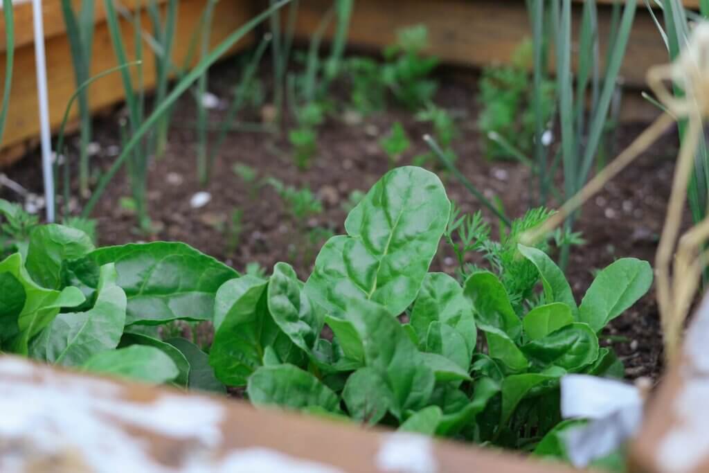 Image from unsplash of an urban vegetable garden