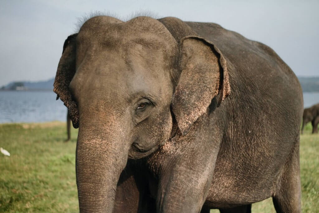 Image from Unsplash of Asian elephant