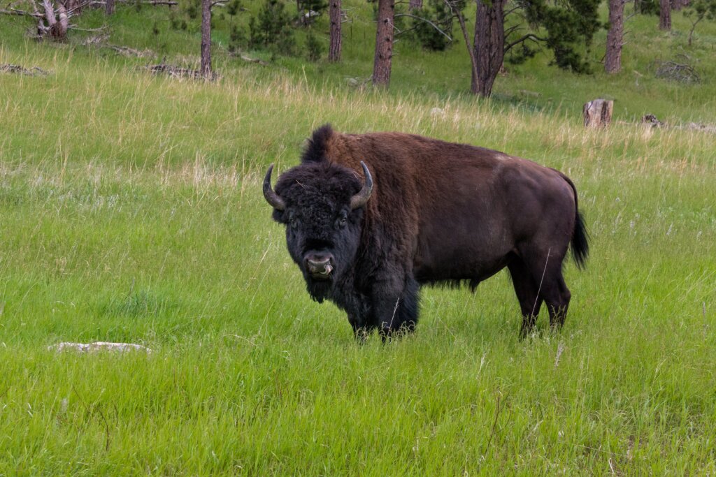 bison