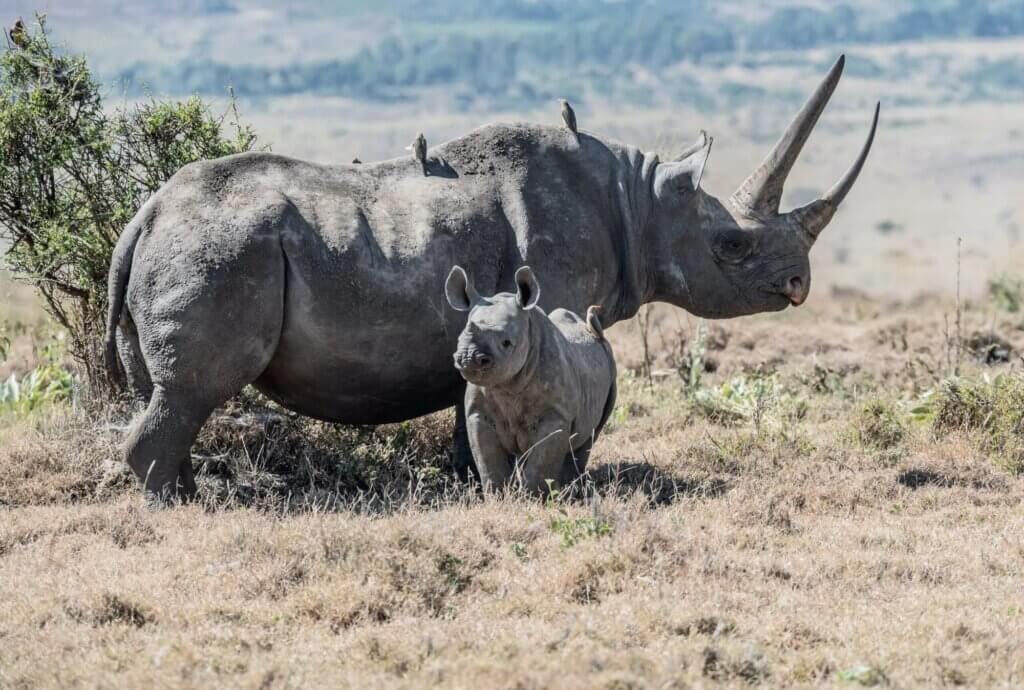 Image from Unsplash of black rhinos