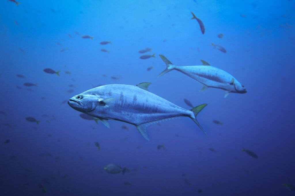 Image from Unsplash of bluefin tuna