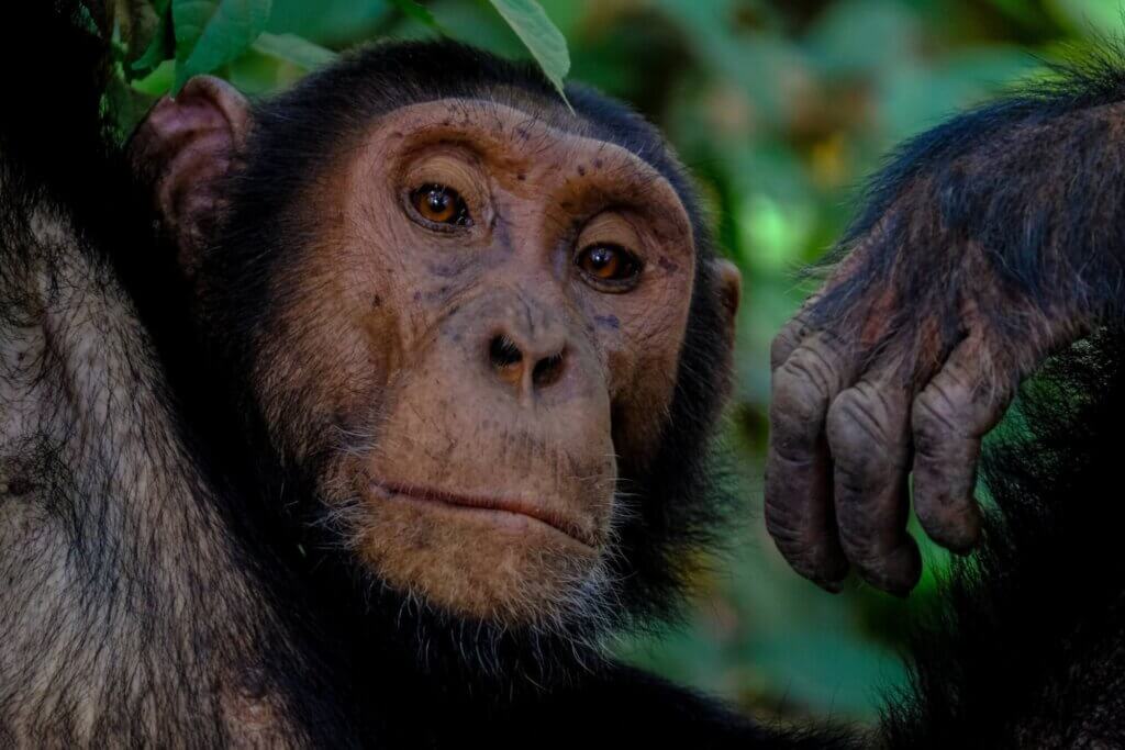 Image from Unsplash of a chimpanzee