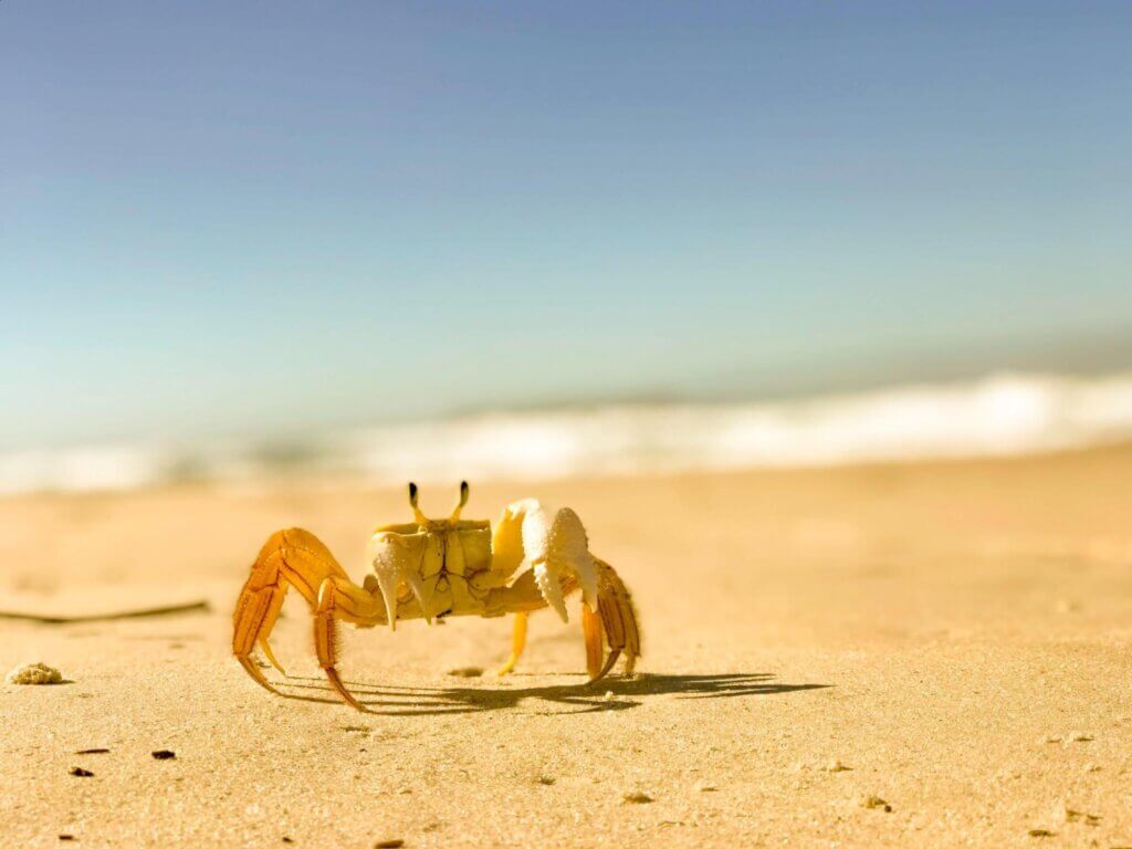 Image from Unsplash of a crab on the beach