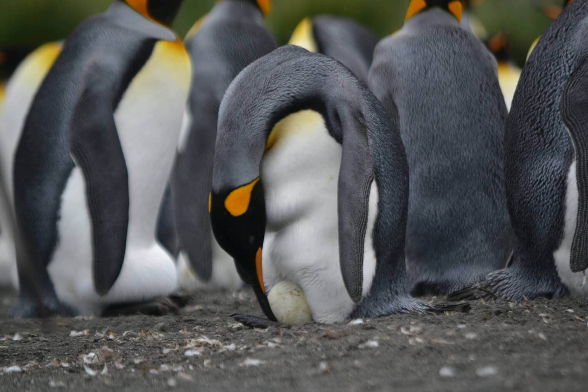 Image from Unsplash of an emperor penguin and his egg