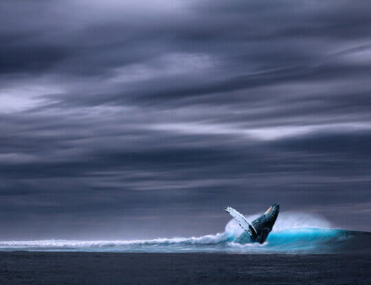 Image from Pixabay of a whale for the featured image