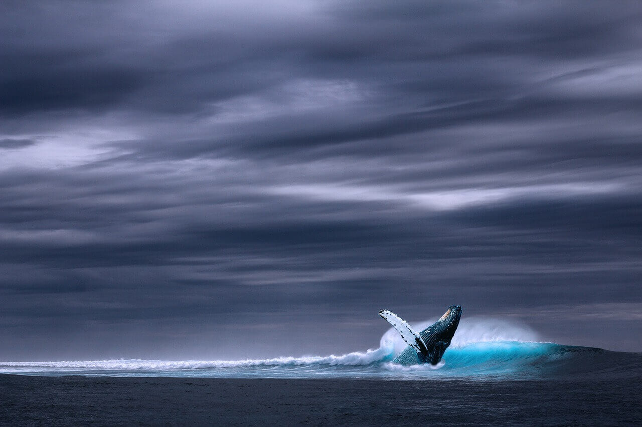 Image from Pixabay of a whale for the featured image