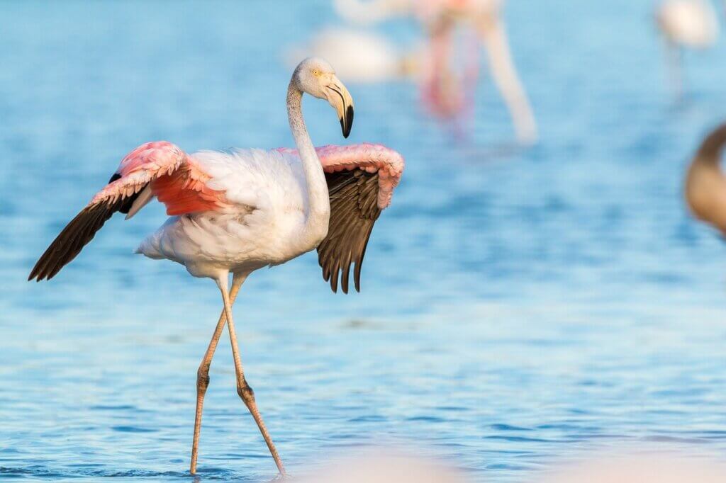 Image from Pixabay of a flamingo