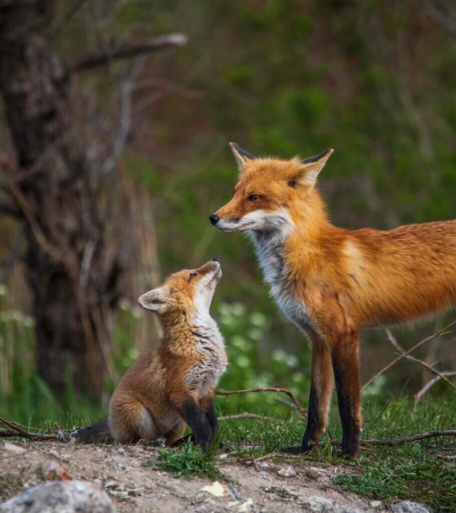 Image from Unsplash of foxes