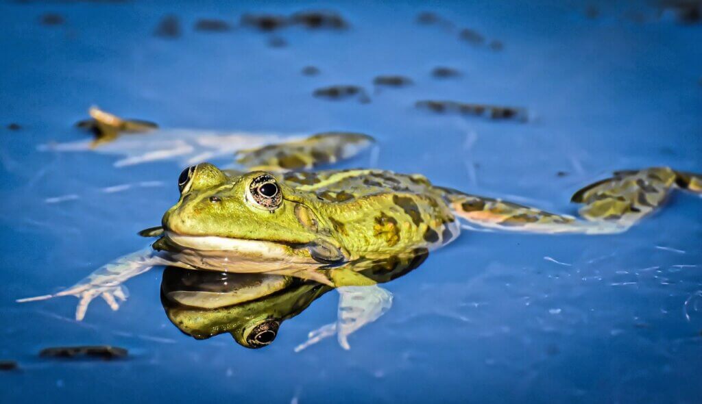 Image from Pixabay of a frog
