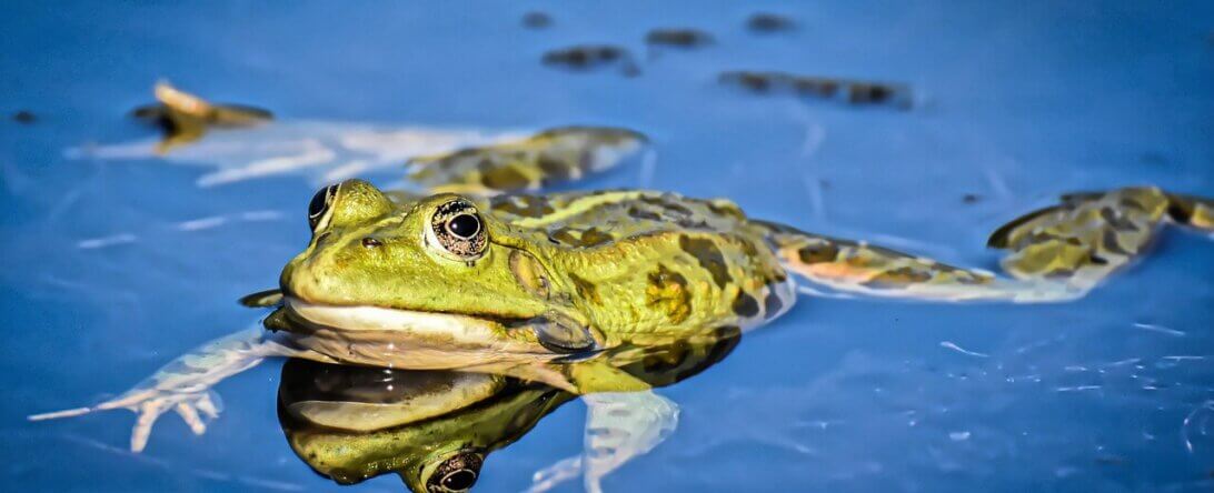 Image from Pixabay of a frog