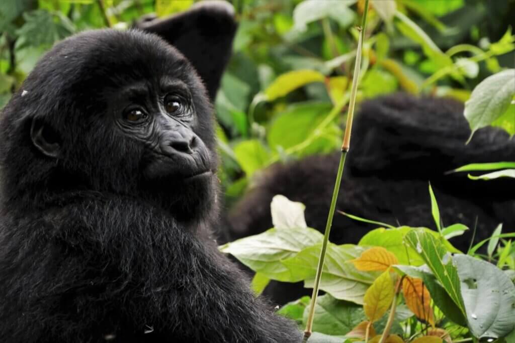 Image from Unsplash of gorillas