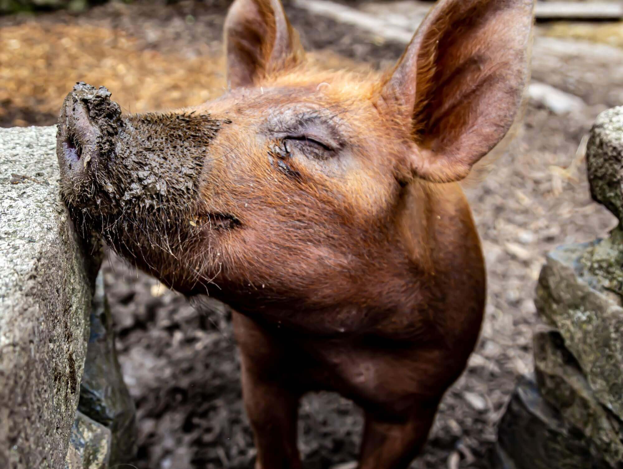 Image from Unsplash of a happy pig