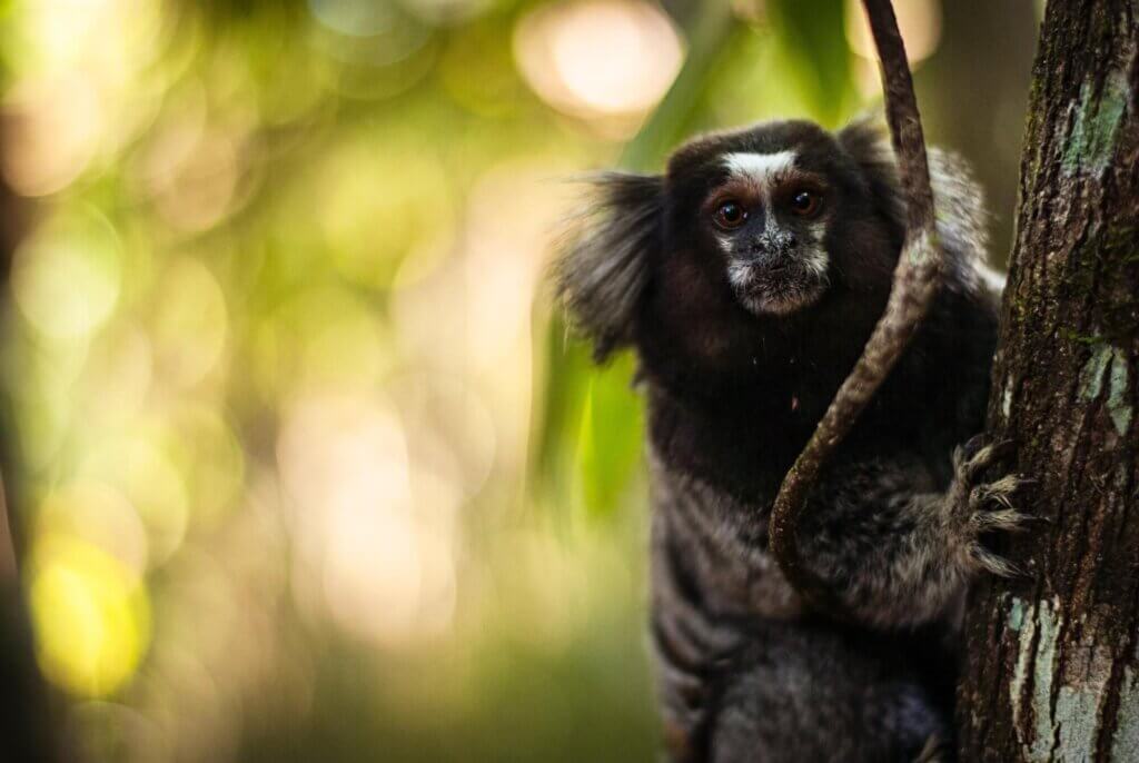 Image from Unsplash of a marmoset