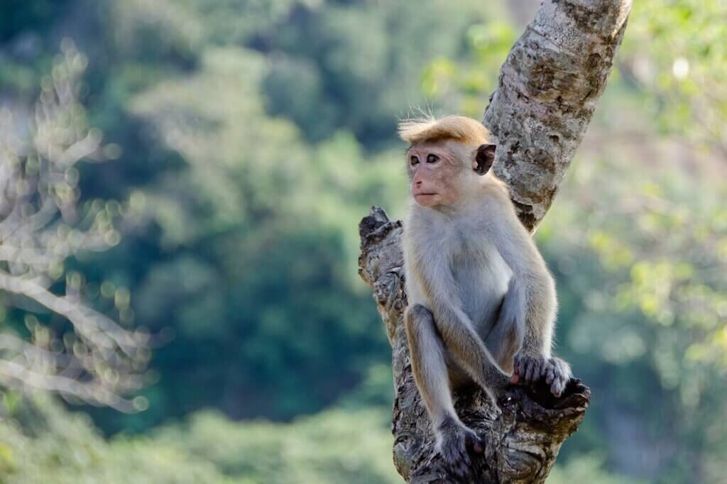 harvard monkey experiment 1