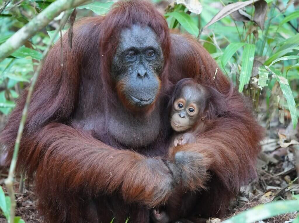 Image of orangutans