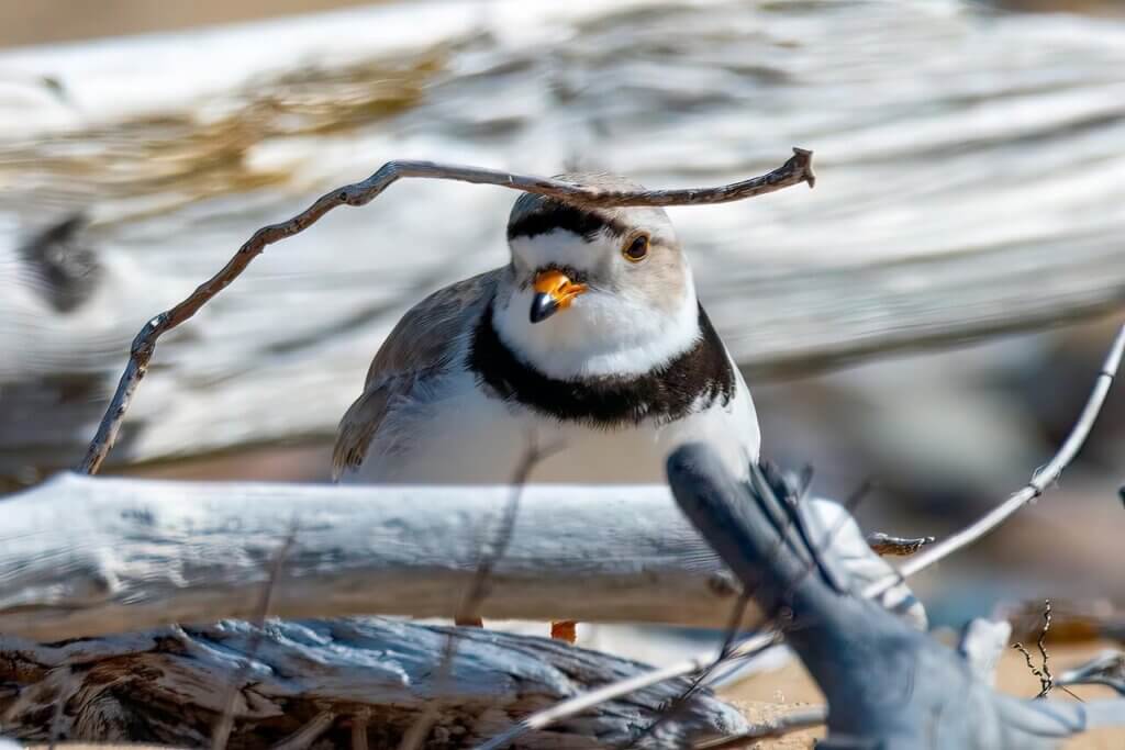 Image from Pixabay of a piping plover