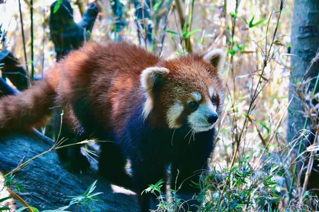 Image from Unsplash of a red panda